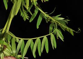 Attēlu rezultāti vaicājumam “Vicia cracca fruit”