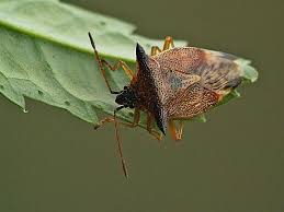Attēlu rezultāti vaicājumam “Elasmucha ferrugata”