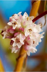 Attēlu rezultāti vaicājumam “Cuscuta europaea”