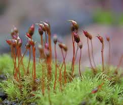 Attēlu rezultāti vaicājumam “Dicranella schreberiana”