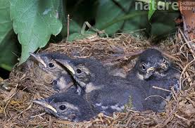 Attēlu rezultāti vaicājumam “Motacilla alba nest”