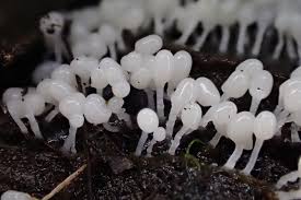 Attēlu rezultāti vaicājumam “Stemonitopsis amoena stalked”