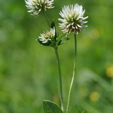 Attēlu rezultāti vaicājumam “Trifolium montanum flower”