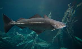 Image result for Pollachius virens