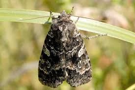 Attēlu rezultāti vaicājumam “Eurois occulta”