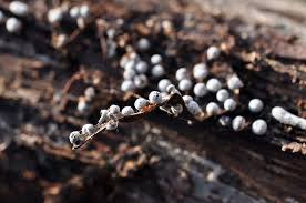 Attēlu rezultāti vaicājumam “Didymium verrucisporum”