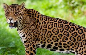 Image result for Brazilia 1980 Jaguar