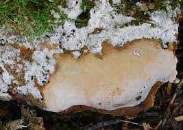 Attēlu rezultāti vaicājumam “Rigidoporus crocatus”