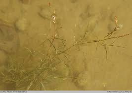 Attēlu rezultāti vaicājumam “Potamogeton rutilus”