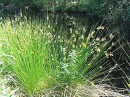 Attēlu rezultāti vaicājumam “Juncus nastanthus”