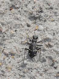 Attēlu rezultāti vaicājumam “Cicindela sylvatica”