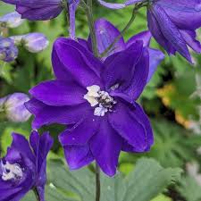 Image result for Delphinium