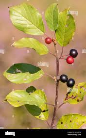 Attēlu rezultāti vaicājumam “Frangula alnus fruit”