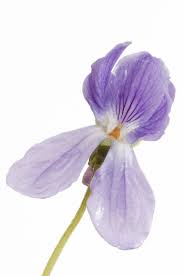 Attēlu rezultāti vaicājumam “Viola mirabilis”