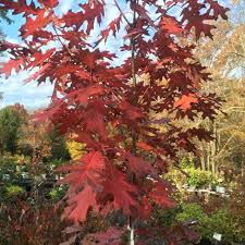 Attēlu rezultāti vaicājumam “Quercus rubra”