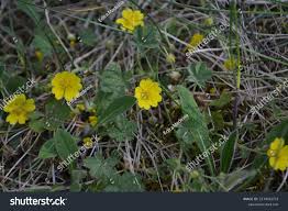 Attēlu rezultāti vaicājumam “Potentilla arenaria leaf”