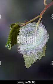 Attēlu rezultāti vaicājumam “Acronicta leporina larva”