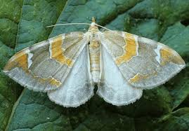 Attēlu rezultāti vaicājumam “Eulithis pyropata”