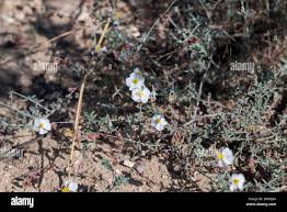 Attēlu rezultāti vaicājumam “Siphoptychium violaceum macro”