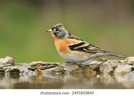 Attēlu rezultāti vaicājumam “Fringilla montifringilla”