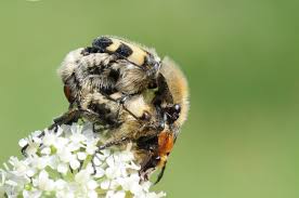 Attēlu rezultāti vaicājumam “Trichius fasciatus”