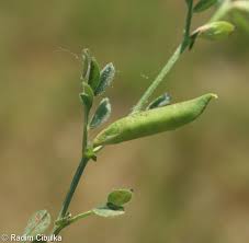 Attēlu rezultāti vaicājumam “Vicia lathyroides leaf”