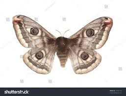 Attēlu rezultāti vaicājumam “Saturnia pavonia”