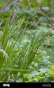 Attēlu rezultāti vaicājumam “Melica nutans flower”