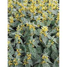 Attēlu rezultāti vaicājumam “Lamiastrum galeobdolon bud”