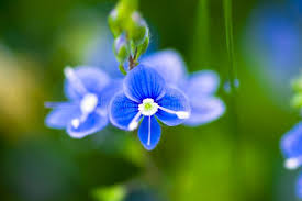 Attēlu rezultāti vaicājumam “Veronica persica flower”