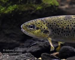 Attēlu rezultāti vaicājumam “Salmo trutta”