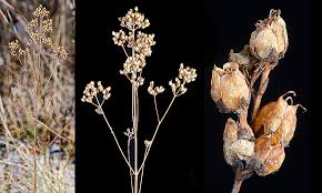 Attēlu rezultāti vaicājumam “Hypericum perforatum bud”