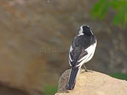 Attēlu rezultāti vaicājumam “Motacillidae”