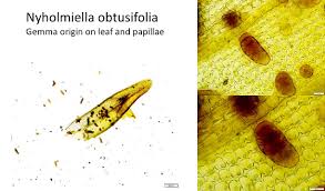 Attēlu rezultāti vaicājumam “Orthotrichum, Nyholmiella”