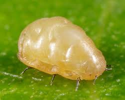 Attēlu rezultāti vaicājumam “Cribraria vulgaris stalked”