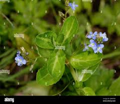 Attēlu rezultāti vaicājumam “Veronica beccabunga flower”