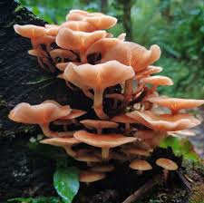 Attēlu rezultāti vaicājumam “Tilachlidium brachiatum”