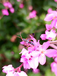 Image result for pheega