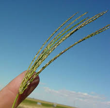 Attēlu rezultāti vaicājumam “Digitaria ischaemum leaf”