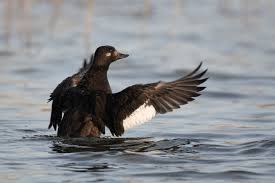 Attēlu rezultāti vaicājumam “Melanitta fusca”