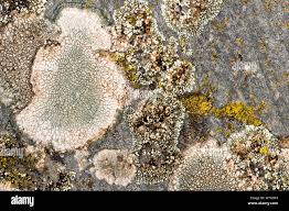 Attēlu rezultāti vaicājumam “Lecanora muralis”