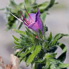 Attēlu rezultāti vaicājumam “Echium vulgare bud”