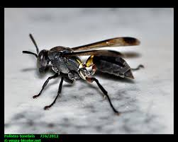 Attēlu rezultāti vaicājumam “Polistes”