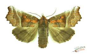 Attēlu rezultāti vaicājumam “Scoliopteryx libatrix”