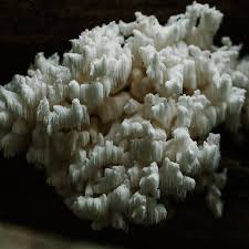 Attēlu rezultāti vaicājumam “Hericium coralloides”