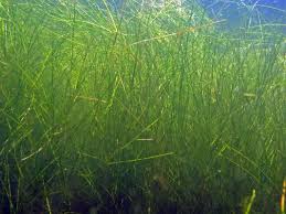 Attēlu rezultāti vaicājumam “Stuckenia filiformis bud”