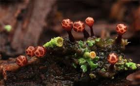 Attēlu rezultāti vaicājumam “Trichia botrytis”