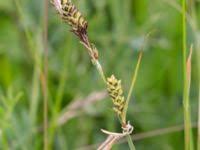 Attēlu rezultāti vaicājumam “Carex hartmanii”