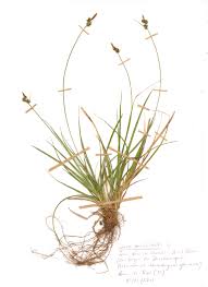 Attēlu rezultāti vaicājumam “Carex pilulifera”