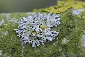 Attēlu rezultāti vaicājumam “Physcia adscendens”